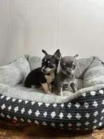 Puppy, a female Chihuahua for sale in Perry, FL – Photo 1 of 6