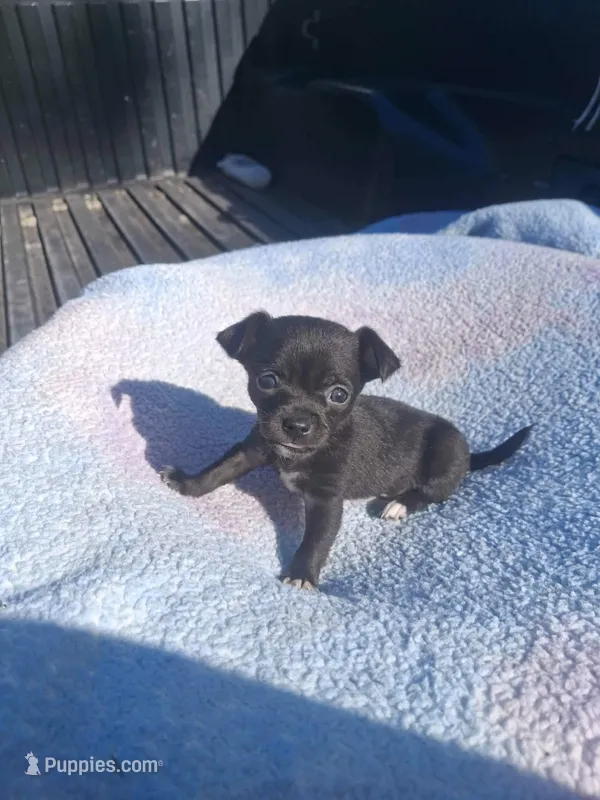 Puppy  – Chihuahua puppy for sale in Perry, FL