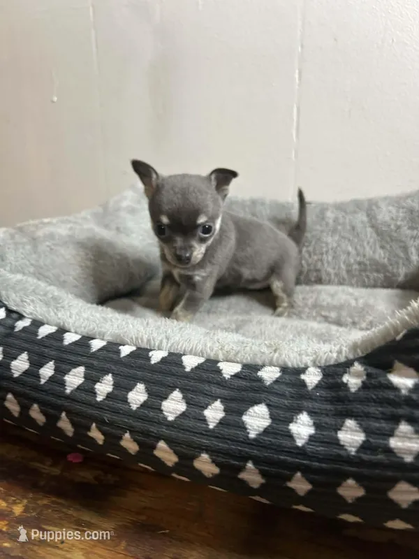 Pup, a female Chihuahua for sale in Perry, FL – Photo 1 of 3