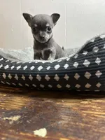 Pup, a female Chihuahua for sale in Perry, FL – Photo 2 of 3