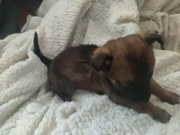 Kiwi, a female German Shepherd Dog for sale in Fresno, CA – Photo 4 of 4