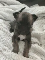 Kiwi, a female German Shepherd Dog for sale in Fresno, CA – Photo 2 of 4