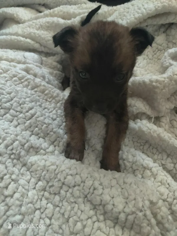 Kiwi – German Shepherd Dog puppy for sale in Fresno, CA