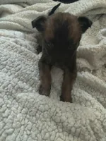 Kiwi, a female German Shepherd Dog for sale in Fresno, CA – Photo 1 of 4