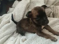 Kiwi, a female German Shepherd Dog for sale in Fresno, CA – Photo 3 of 4