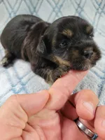 Brendas Female #1, a female Havanese for sale in Chickamauga, GA – 6 of 8