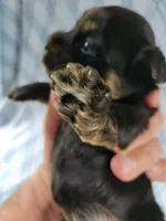 Brendas Female #1, a female Havanese for sale in Chickamauga, GA – 8 of 8
