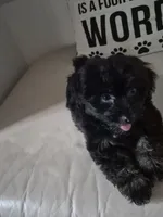 Elviras Male, a male Havanese for sale in Chickamauga, GA – 5 of 6