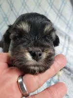 Reishas Male #2, a male Havanese for sale in Chickamauga, GA – 2 of 8