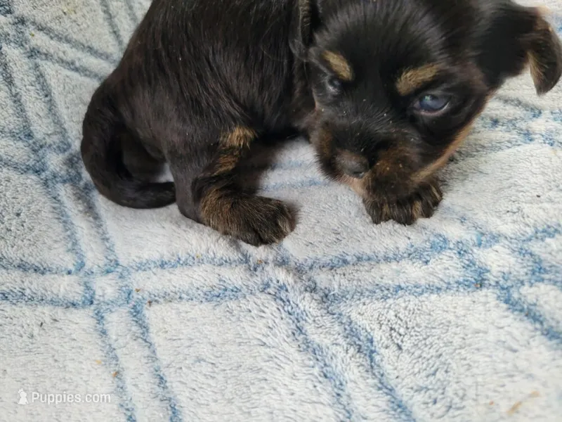Brendas Female #1 – Havanese puppy for sale in Chickamauga, GA