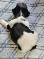 Mays Male #1, a male Havanese for sale in Chickamauga, GA – 6 of 6