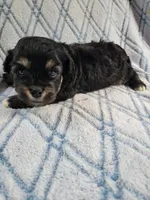 Reishas Male #2, a male Havanese for sale in Chickamauga, GA – 5 of 8