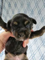 Brendas Female #1, a female Havanese for sale in Chickamauga, GA – 5 of 8