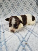 Adoras Male #2, a male Havanese for sale in Chickamauga, GA – 4 of 8