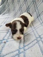 Adoras Male #2, a male Havanese for sale in Chickamauga, GA – 3 of 8