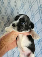 Mays Male #1, a male Havanese for sale in Chickamauga, GA – 2 of 6