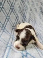Adoras Male #2, a male Havanese for sale in Chickamauga, GA – 5 of 8