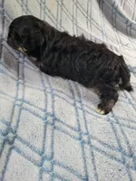 Reishas Male #2, a male Havanese for sale in Chickamauga, GA – 4 of 8