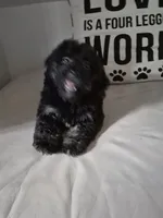 Elviras Male, a male Havanese for sale in Chickamauga, GA – 4 of 6