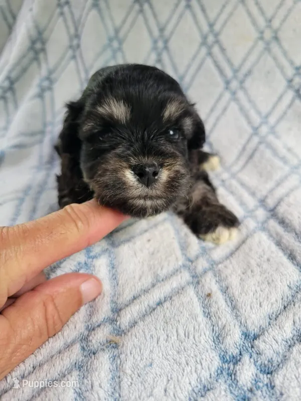 Reishas Male #2 – Havanese puppy for sale in Chickamauga, GA