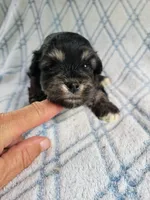 Reishas Male #2, a male Havanese for sale in Chickamauga, GA – 1 of 8