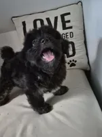 Elviras Male, a male Havanese for sale in Chickamauga, GA – 3 of 6