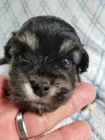 Reishas Male #2, a male Havanese for sale in Chickamauga, GA – 7 of 8