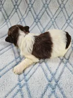 Adoras Male #2, a male Havanese for sale in Chickamauga, GA – 2 of 8