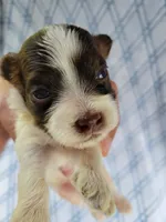 Adoras Male #2, a male Havanese for sale in Chickamauga, GA – 8 of 8