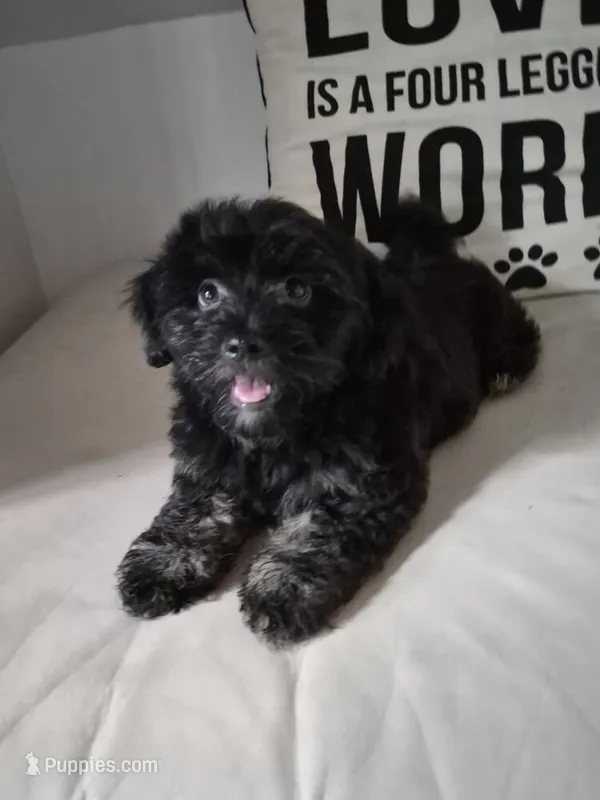 Elviras Male – Havanese puppy for sale in Chickamauga, GA
