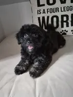 Elviras Male, a male Havanese for sale in Chickamauga, GA – 1 of 6
