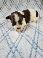 Adoras Male #2, a male Havanese for sale in Chickamauga, GA – 7 of 8