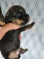 Brendas Female #1, a female Havanese for sale in Chickamauga, GA – 2 of 8