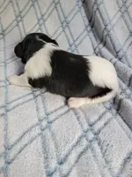 Mays Male #1, a male Havanese for sale in Chickamauga, GA – 3 of 6