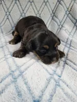 Brendas Female #1, a female Havanese for sale in Chickamauga, GA – 3 of 8
