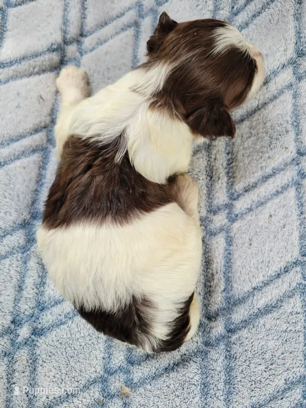 Adoras Male #2 – Havanese puppy for sale in Chickamauga, GA