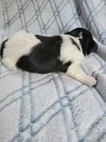Mays Male #1, a male Havanese for sale in Chickamauga, GA – 4 of 6