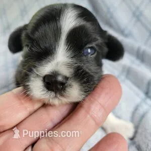 Mays Male #1 – Havanese puppy for sale in Chickamauga, GA