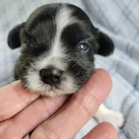 Mays Male #1, a male Havanese for sale in Chickamauga, GA – 1 of 6