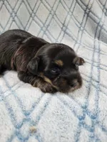 Brendas Female #1, a female Havanese for sale in Chickamauga, GA – 7 of 8