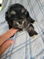 Reishas Male #2, a male Havanese for sale in Chickamauga, GA – 6 of 8