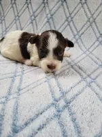 Adoras Male #2, a male Havanese for sale in Chickamauga, GA – 6 of 8