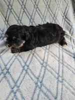 Reishas Male #2, a male Havanese for sale in Chickamauga, GA – 3 of 8
