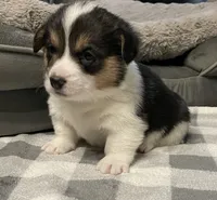 Olivia, a female Pembroke Welsh Corgi for sale in Brighton, CO – 2 of 6