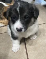 Theodore , a male Pembroke Welsh Corgi for sale in Brighton, CO – 7 of 7