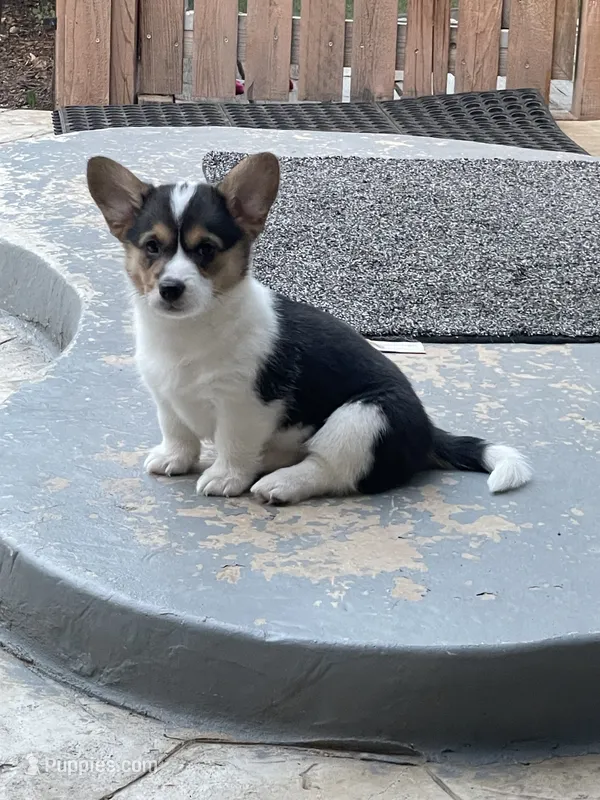 Olivia – Pembroke Welsh Corgi puppy for sale in Brighton, CO