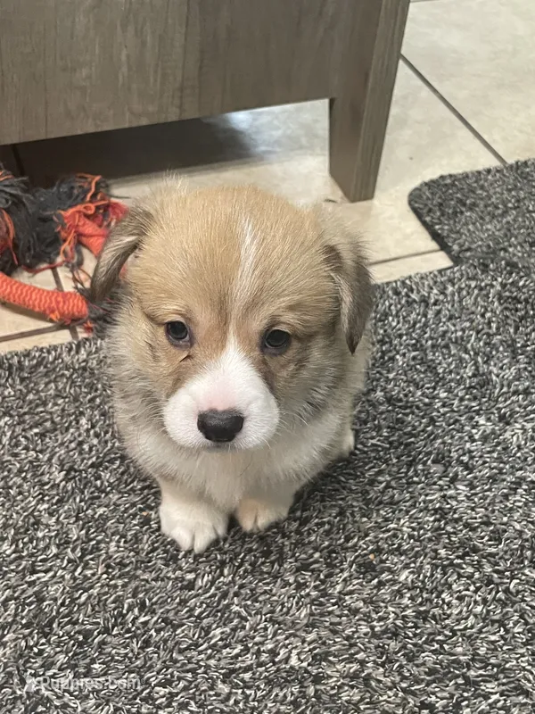 Milo – Pembroke Welsh Corgi puppy for sale in Brighton, CO