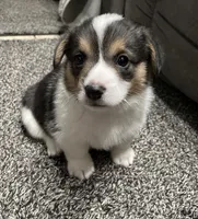 Olivia, a female Pembroke Welsh Corgi for sale in Brighton, CO – 4 of 6