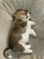 Milo, a male Pembroke Welsh Corgi for sale in Brighton, CO – 5 of 6
