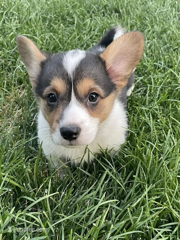 Olivia – Pembroke Welsh Corgi puppy for sale in Brighton, CO